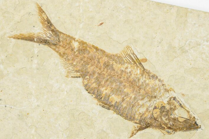 3.95" Detailed Fossil Fish (Knightia) - Wyoming